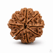Natural 8 Mukhi Rudraksha (Nepali) thumbnail 2