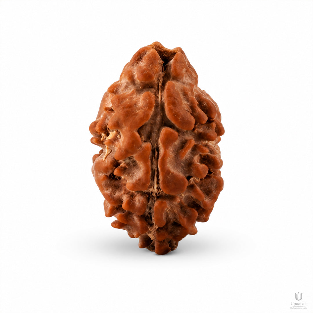 Natural 2 Mukhi Rudraksha (Indonesian)