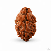 Natural 2 Mukhi Rudraksha (Indonesian) thumbnail 2
