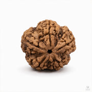 Natural 5 Mukhi Rudraksha (Nepali) thumbnail 2