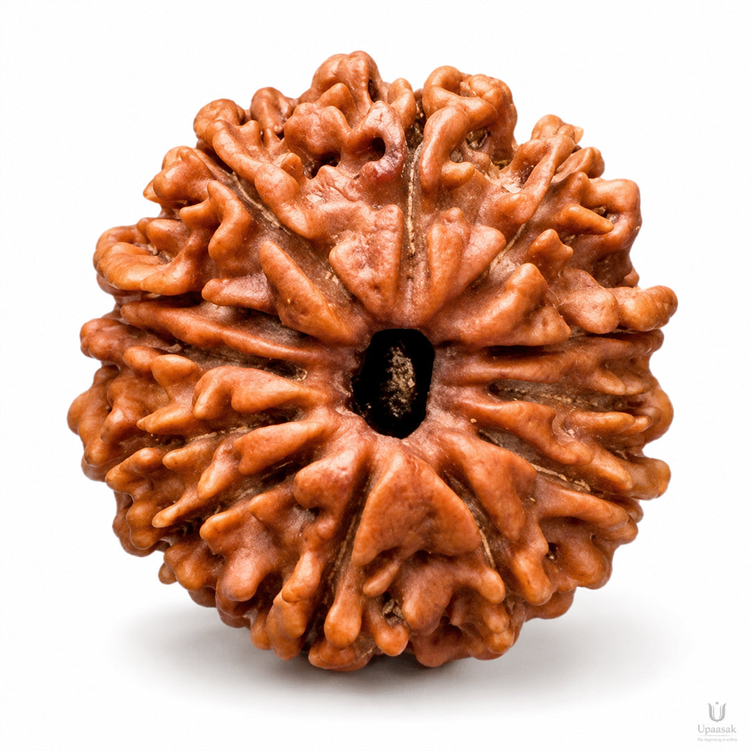 Natural 12 Mukhi Rudraksha (Nepali)