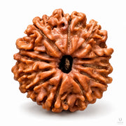 Natural 12 Mukhi Rudraksha (Nepali) thumbnail 2