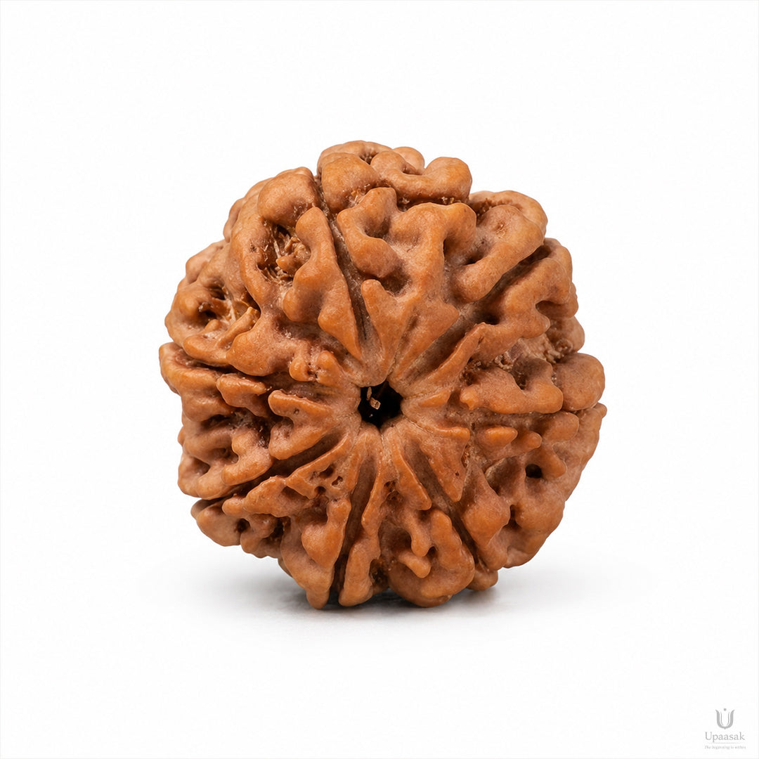 Natural 7 Mukhi Rudraksha (Nepali)