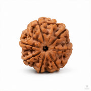 Natural 7 Mukhi Rudraksha (Nepali) thumbnail 2