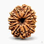 13 Mukhi Rudraksha (Nepali) with X-Ray Certificate thumbnail 2