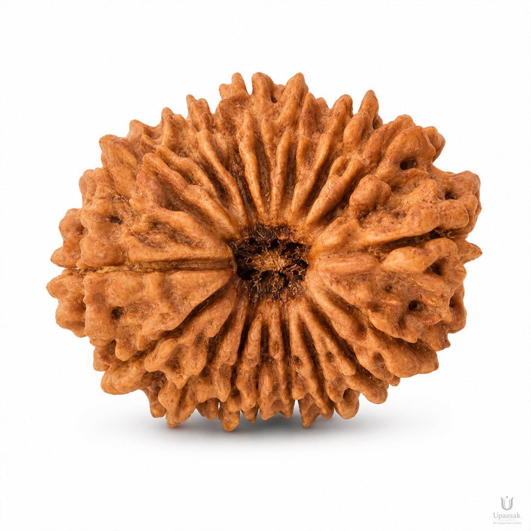 21 Mukhi Rudraksha (Nepali) with X-Ray Certificate