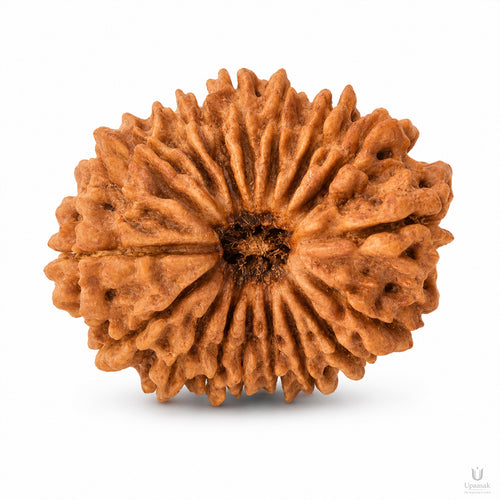 21 Mukhi Rudraksha (Nepali) with X-Ray Certificate