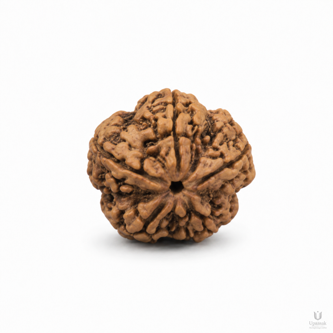 5 Mukhi Rudraksha (MRP ₹1250) - FREE | Pay Only ₹299 Delivery