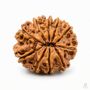 10 Mukhi Rudraksha (Nepali) with X-Ray Certificate thumbnail 2