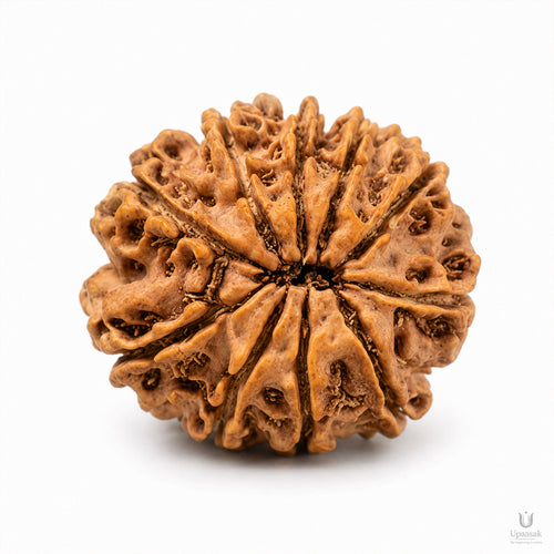 10 Mukhi Rudraksha (Nepali) with X-Ray Certificate