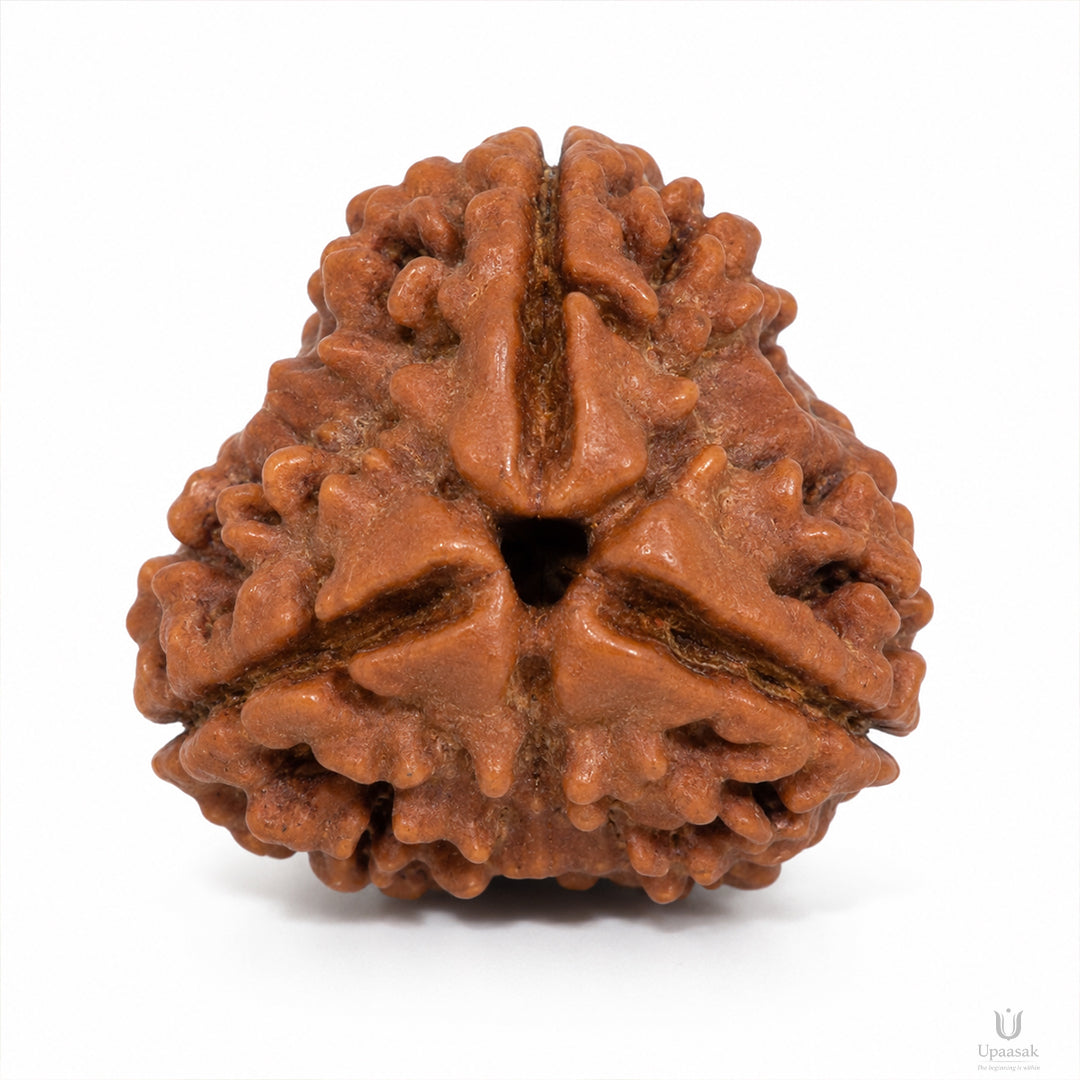 Natural 3 Mukhi Rudraksha (Nepali)