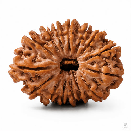 15 Mukhi Rudraksha (Nepali) with X-Ray Certificate