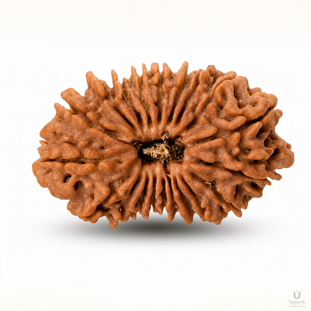 20 Mukhi Rudraksha (Nepali) with X-Ray Certificate