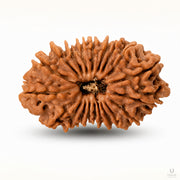 20 Mukhi Rudraksha (Nepali) with X-Ray Certificate thumbnail 2