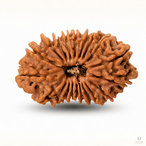 20 Mukhi Rudraksha (Nepali) with X-Ray Certificate