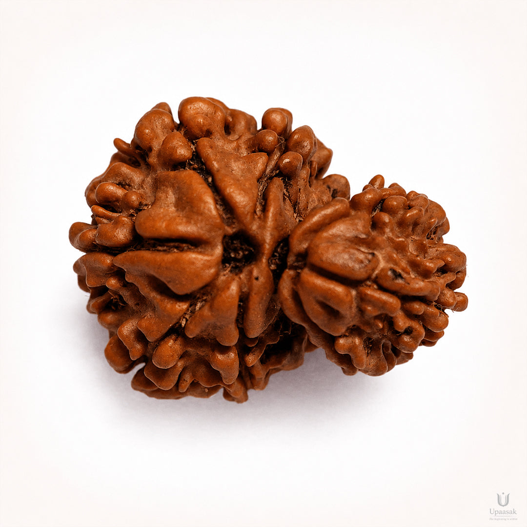 Garbh Gauri Rudraksha (Nepali) with X-Ray Certificate