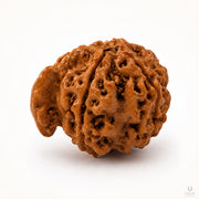 Natural Ganesh Rudraksha (Nepali) thumbnail 2