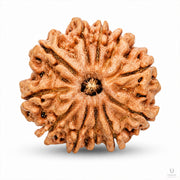 11 Mukhi Rudraksha (Nepali) with X-Ray Certificate thumbnail 2