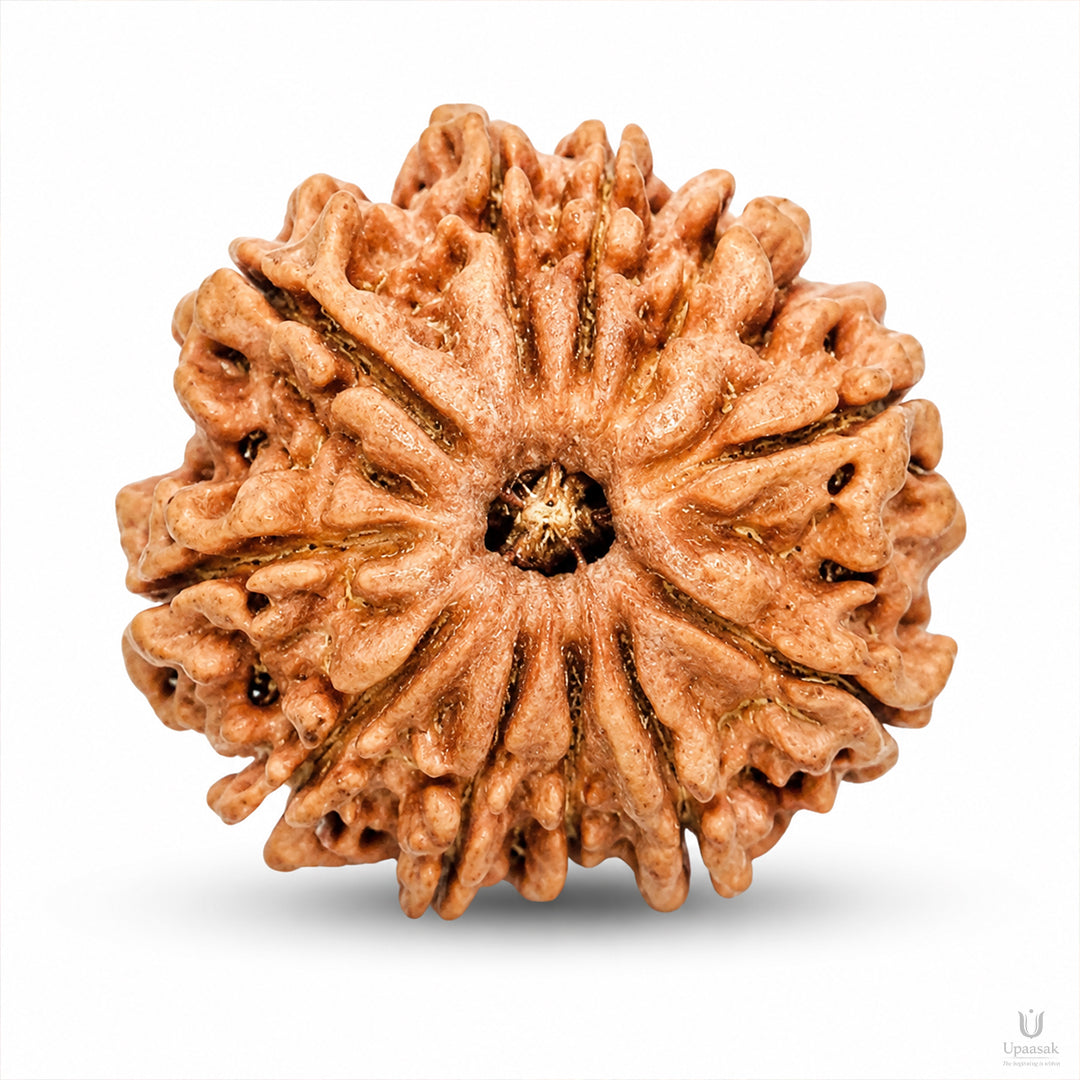 11 Mukhi Rudraksha (Nepali) with X-Ray Certificate