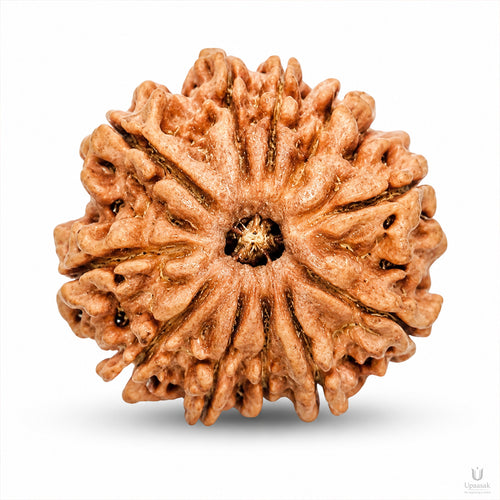 11 Mukhi Rudraksha (Nepali) with X-Ray Certificate
