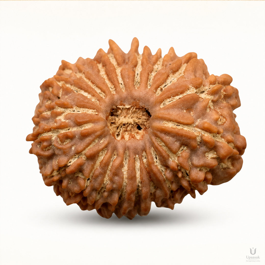 19 Mukhi Rudraksha (Nepali) with X-Ray Certificate
