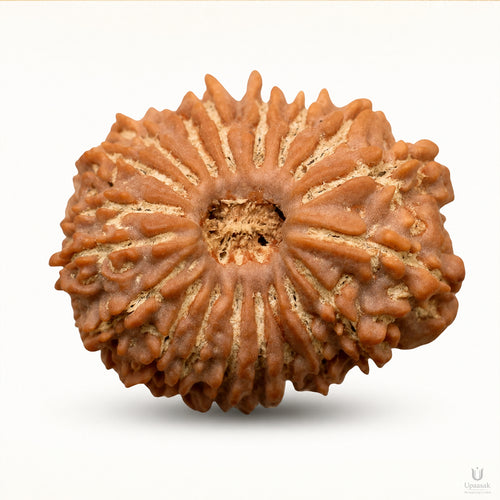 19 Mukhi Rudraksha (Nepali) with X-Ray Certificate