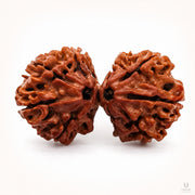 Gauri Shankar Rudraksha (Nepali) with X-Ray Certificate thumbnail 2
