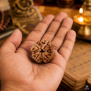 Natural 4 Mukhi Rudraksha (Nepali) thumbnail 3