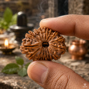 15 Mukhi Rudraksha (Nepali) with X-Ray Certificate thumbnail 3