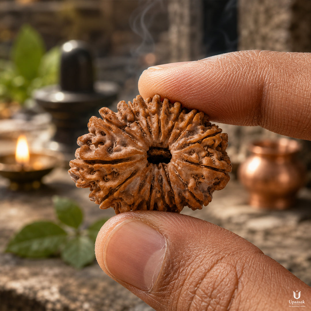 15 Mukhi Rudraksha (Nepali) with X-Ray Certificate