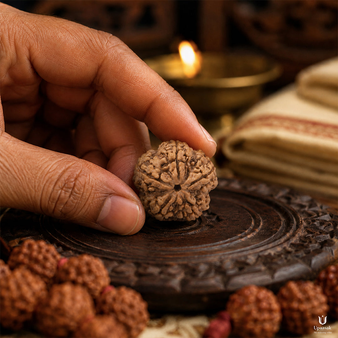 Natural 5 Mukhi Rudraksha (Nepali)