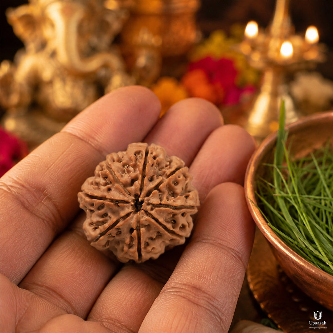 Natural 8 Mukhi Rudraksha (Nepali)