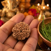 Natural 8 Mukhi Rudraksha (Nepali) thumbnail 3