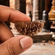 Natural 1 Mukhi Rudraksha (Indonesian) thumbnail 3
