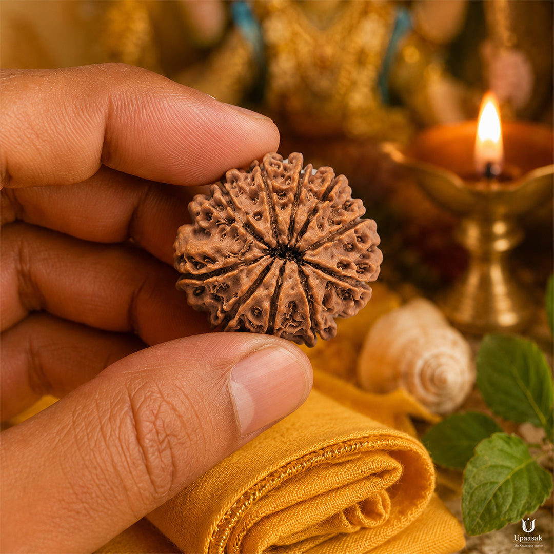 10 Mukhi Rudraksha (Nepali) with X-Ray Certificate
