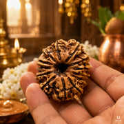 13 Mukhi Rudraksha (Nepali) with X-Ray Certificate thumbnail 3