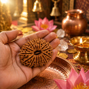 17 Mukhi Rudraksha (Nepali) with X-Ray Certificate thumbnail 3