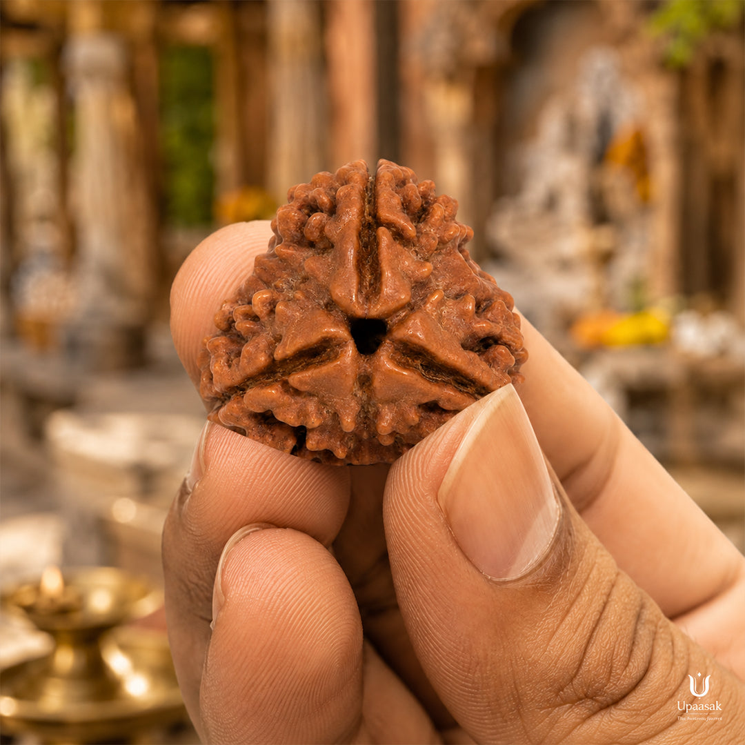 Natural 3 Mukhi Rudraksha (Nepali)