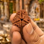 Natural 3 Mukhi Rudraksha (Nepali) thumbnail 3