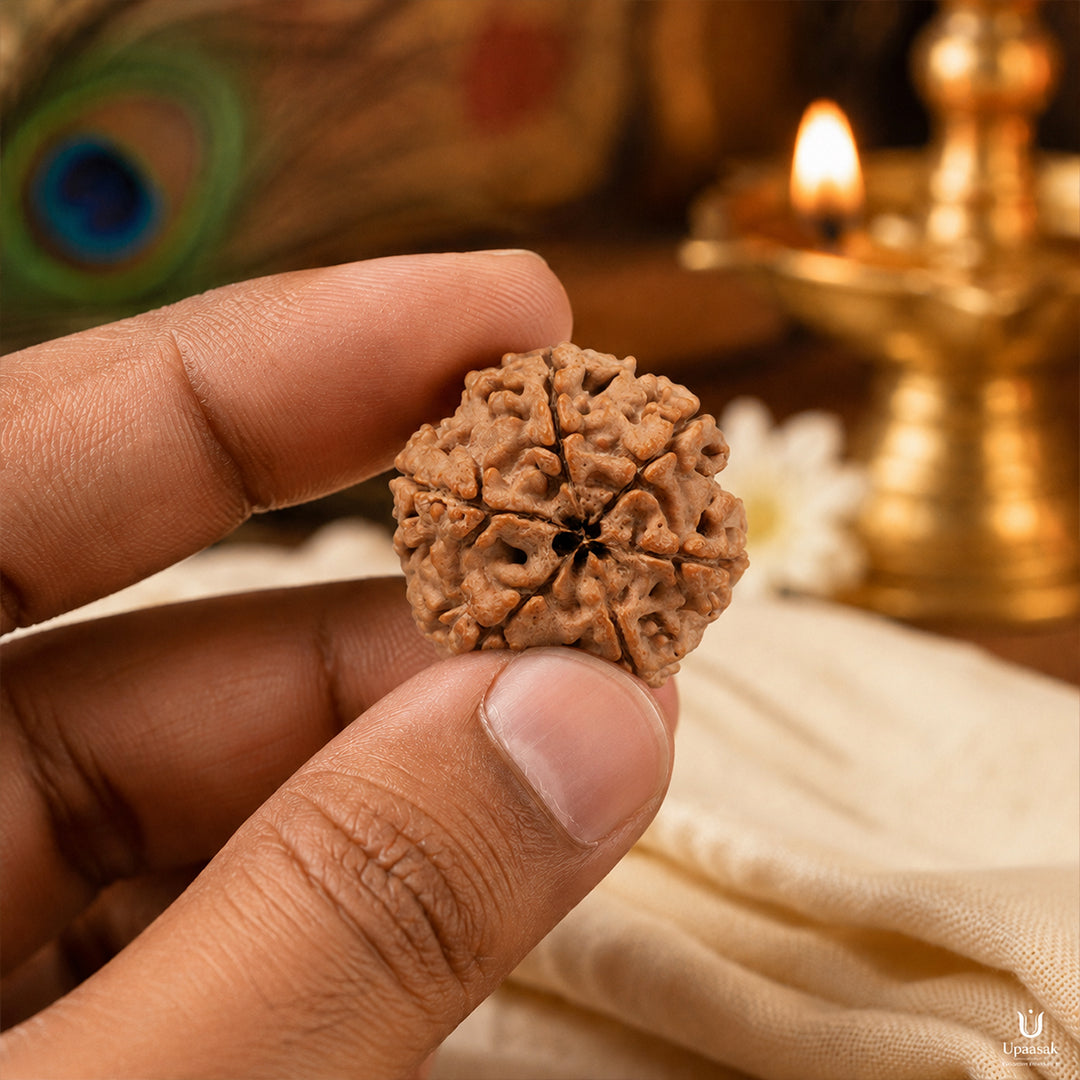 Natural 6 Mukhi Rudraksha (Nepali)