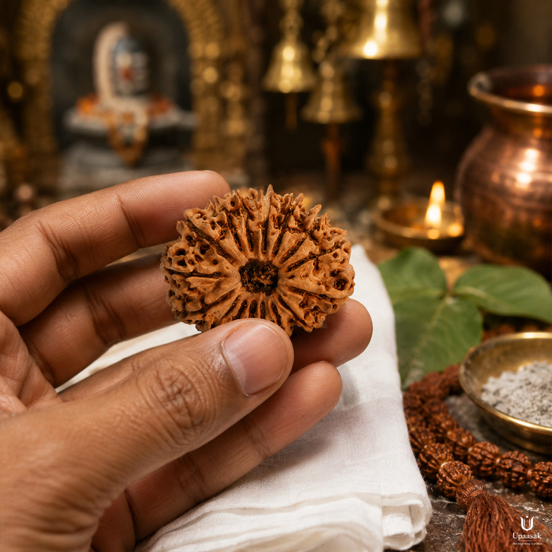 16 Mukhi Rudraksha (Nepali) with X-Ray Certificate