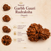 Garbh Gauri Rudraksha (Nepali) with X-Ray Certificate thumbnail 4