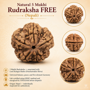5 Mukhi Rudraksha (MRP ₹1250) - FREE | Pay Only ₹299 Delivery thumbnail 4