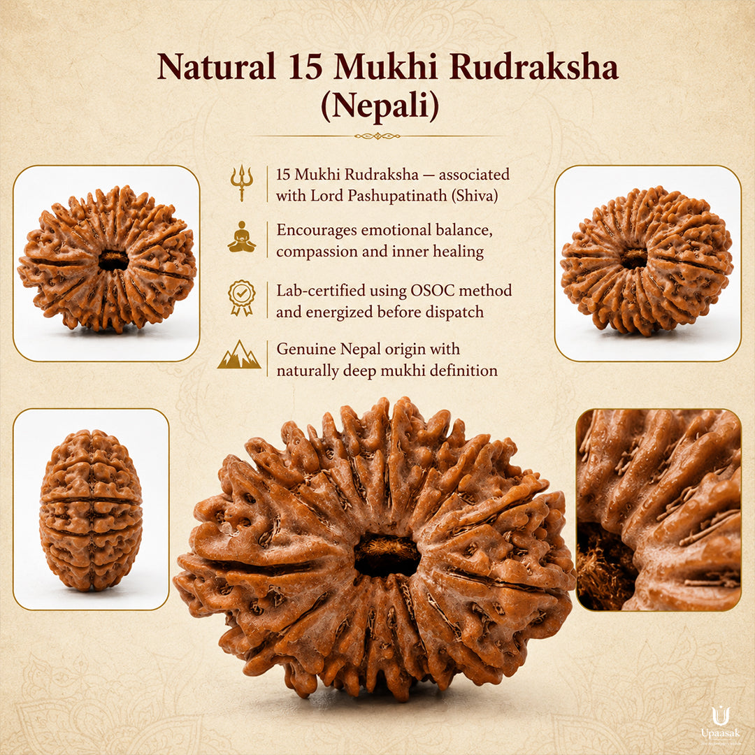15 Mukhi Rudraksha (Nepali) with X-Ray Certificate