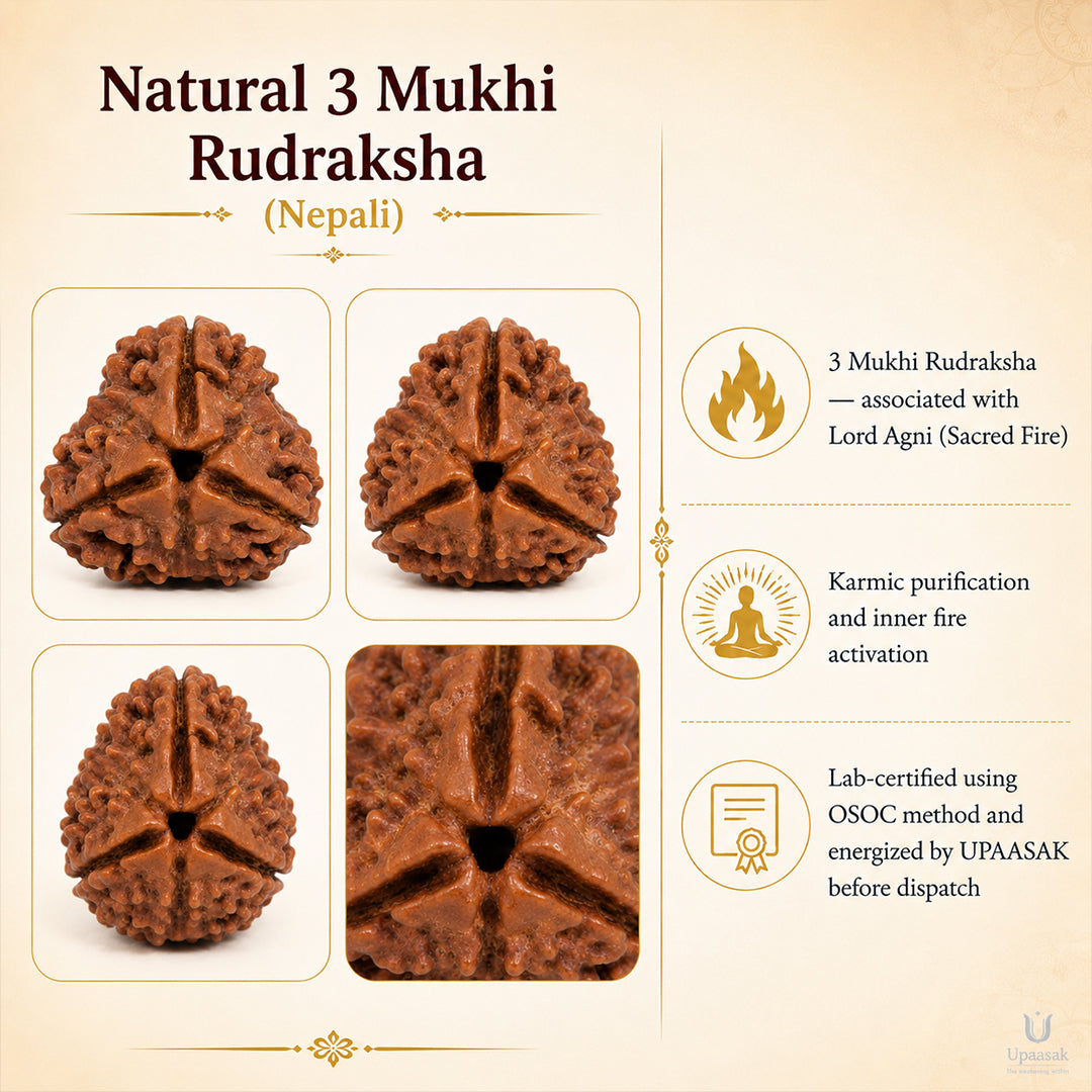 Natural 3 Mukhi Rudraksha (Nepali)