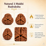 Natural 3 Mukhi Rudraksha (Nepali) thumbnail 4