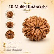 10 Mukhi Rudraksha (Nepali) with X-Ray Certificate thumbnail 4