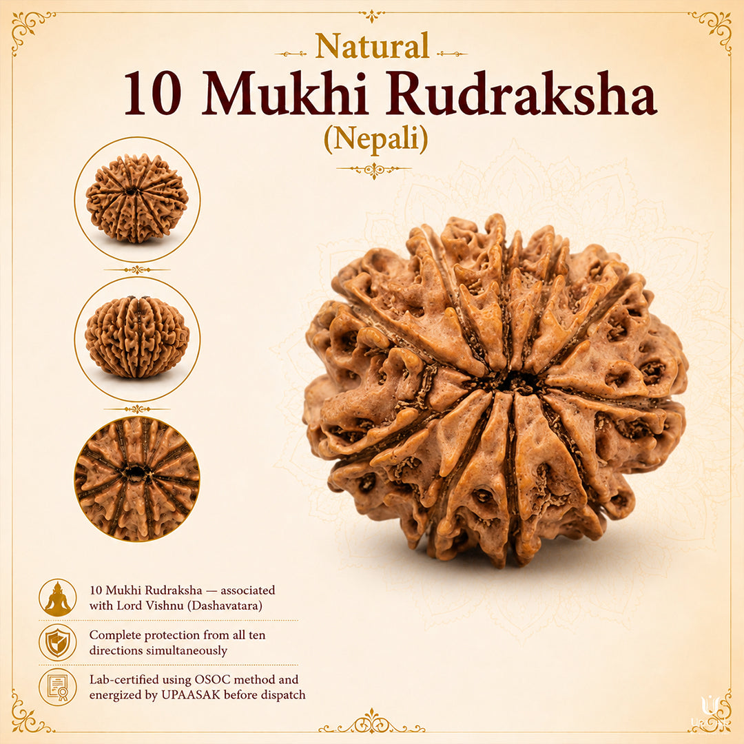 10 Mukhi Rudraksha (Nepali) with X-Ray Certificate