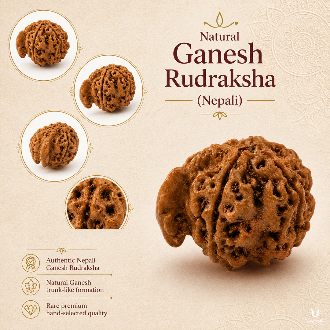 Natural Ganesh Rudraksha (Nepali)