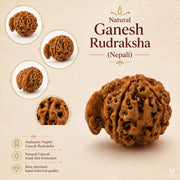 Natural Ganesh Rudraksha (Nepali) thumbnail 4